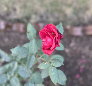 A close-up view of a red rose in bloom, displaying its tightly curled petals that transition from vibrant red at the outer edges to a lighter shade of pink at the center.