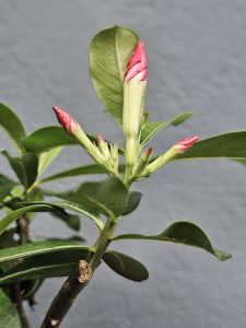 Fresh pink flower buds growing on an Adenium plant (Desert roses) in Perumanna, Kozhikode, captured in close-up, with clear leaves and a soft background.